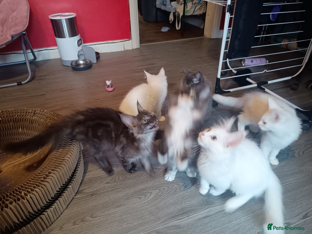 Maine Coon cats for sale: Maine Coon kittens in Manchester  - Image 4