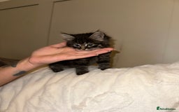 Domestic Shorthair cats for sale: Kittens  - Image 2