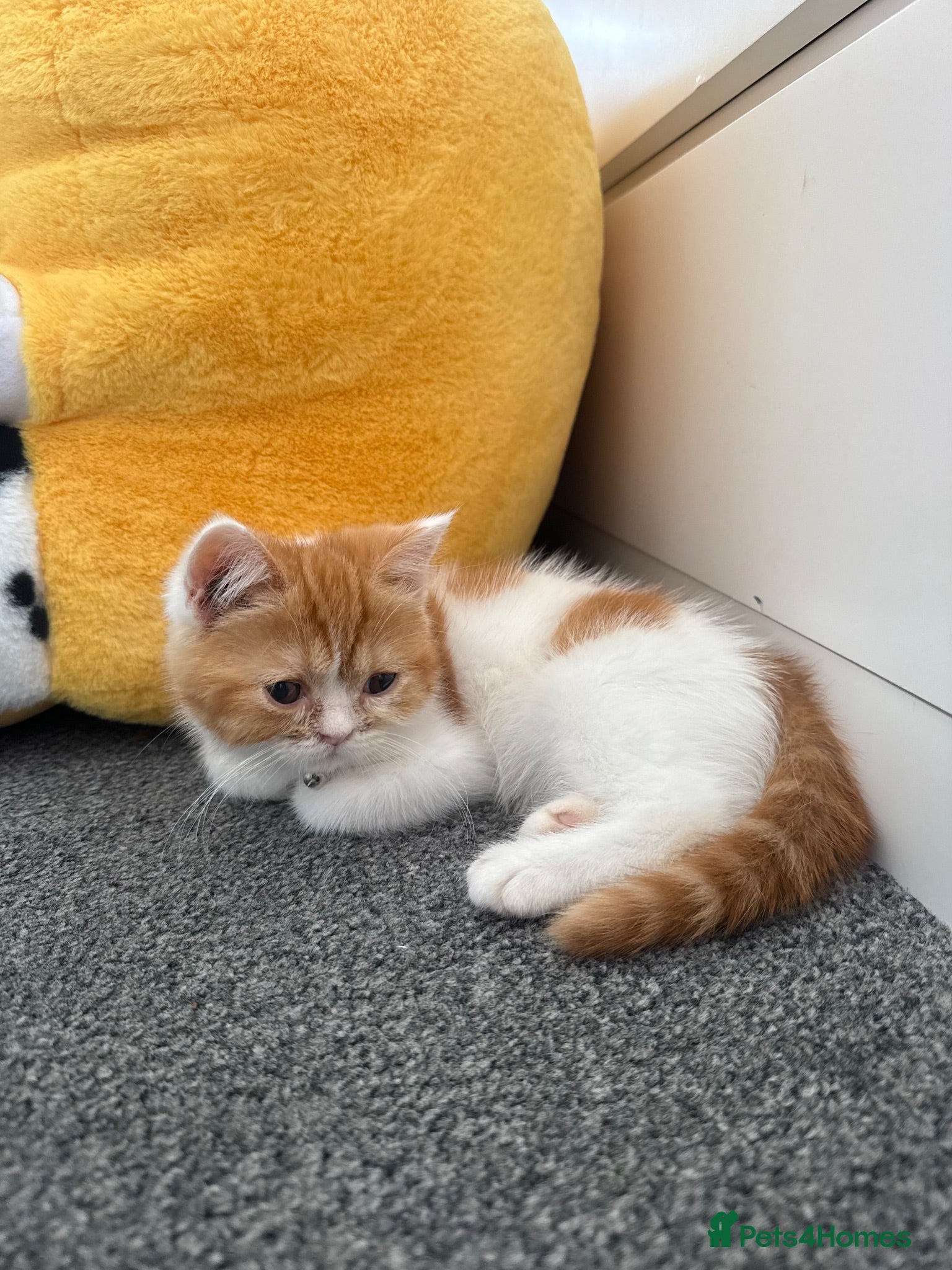 Persian cats British Shorthair Kitten - Advert 1