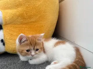 Persian cats British Shorthair Kitten - Advert 1