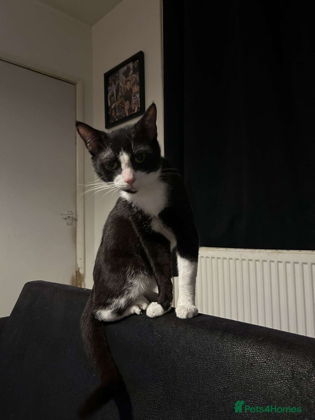 Domestic Shorthair cats for sale: Milo 4 month old kitten  - Image 3