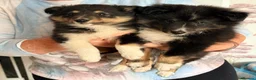Shetland Sheepdog dogs for sale: 2 KC Registered Shetland Sheepdog puppies - Advert 4