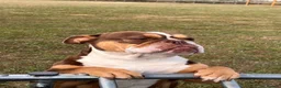 Olde English Bulldogge dogs for sale: Lovely Old english female - Advert 2
