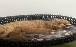Toy Poodle dogs for sale: Red toy poodle  - Image 16