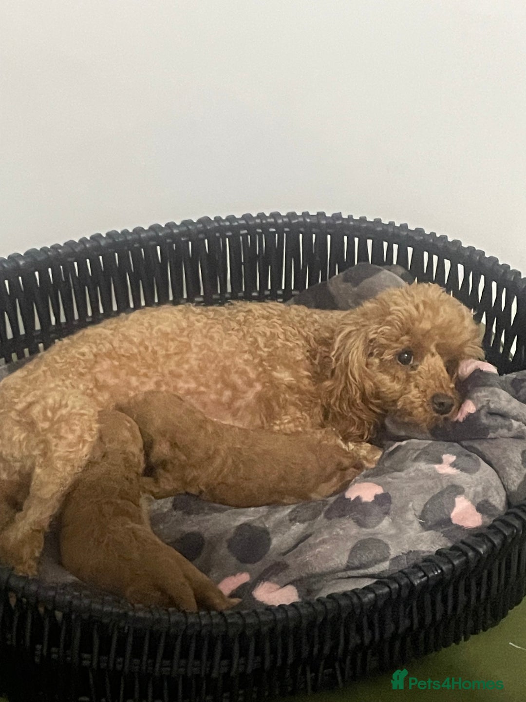 Toy Poodle dogs for sale: Red toy poodle  - Image 16