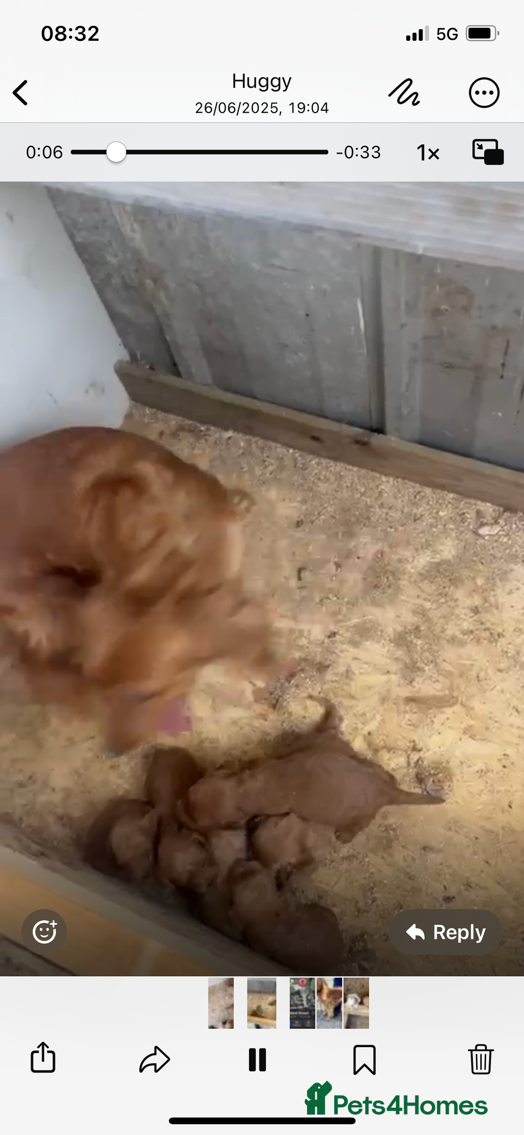 Cavapoo dogs for sale: ⭐️ Mini cavapoo puppies (toy poodle x cavalier)⭐️ - Image 7