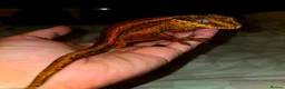 Mixed Breed reptiles for sale: Reptiles - Individual prices in description  - Advert 2