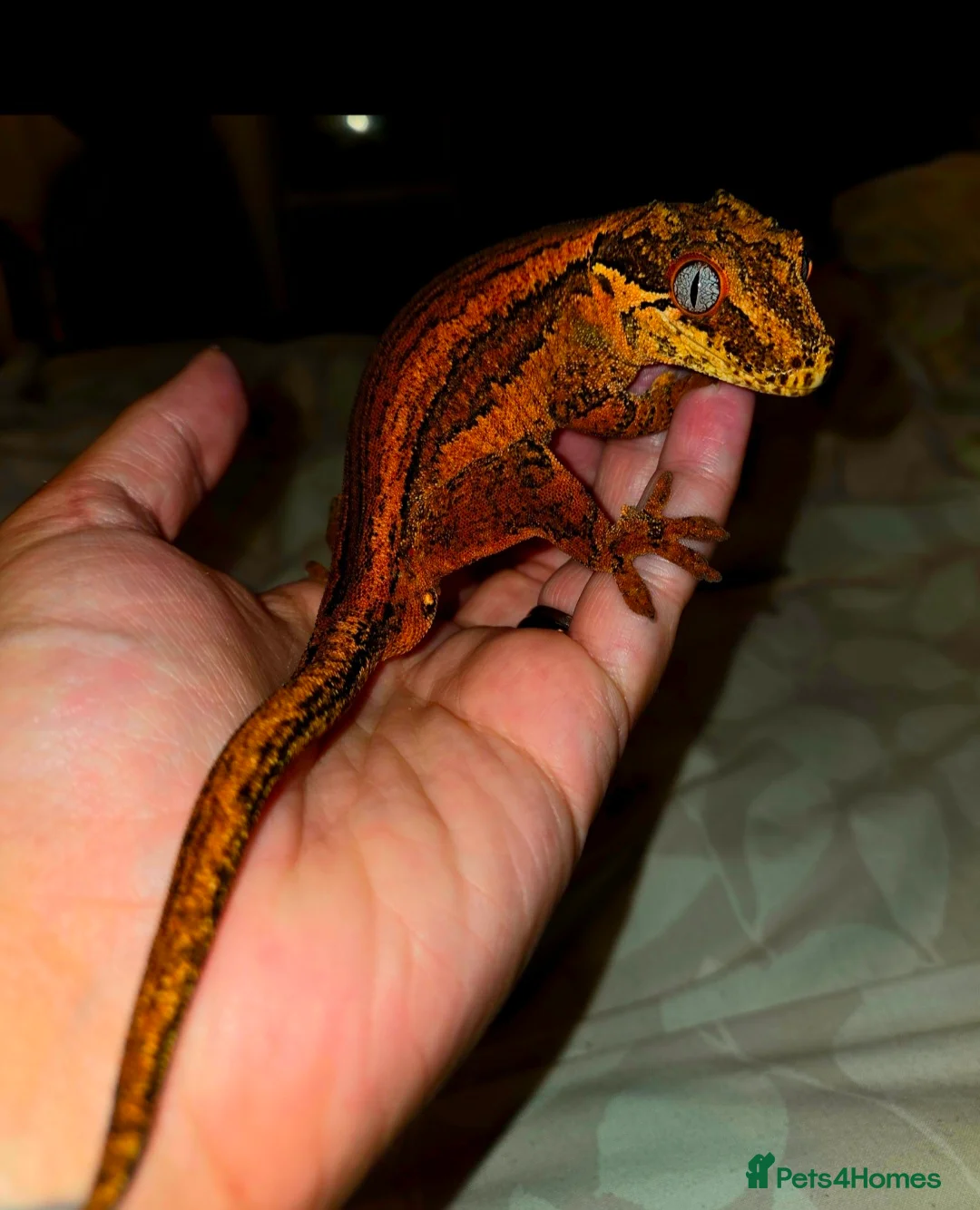 Mixed Breed reptiles for sale: Reptiles - Individual prices in description  - Advert 2