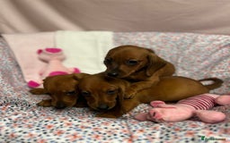 Dachshund dogs for sale: Gorgeous dachshund puppies  - Image 10