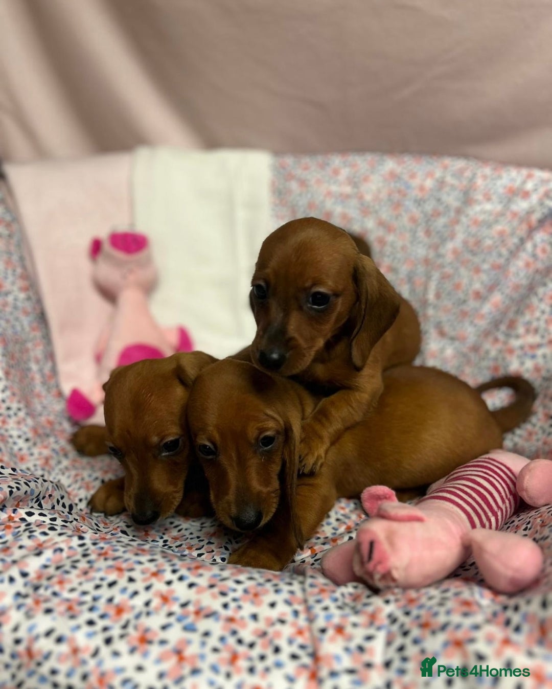 Dachshund dogs for sale: Gorgeous dachshund puppies  - Image 10