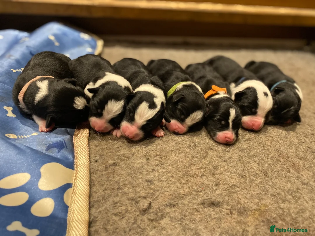 Border Collie dogs for sale: Border collie puppies  - Advert 1