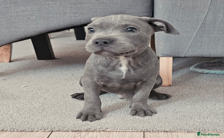 Staffordshire Bull Terrier dogs - Advert 8