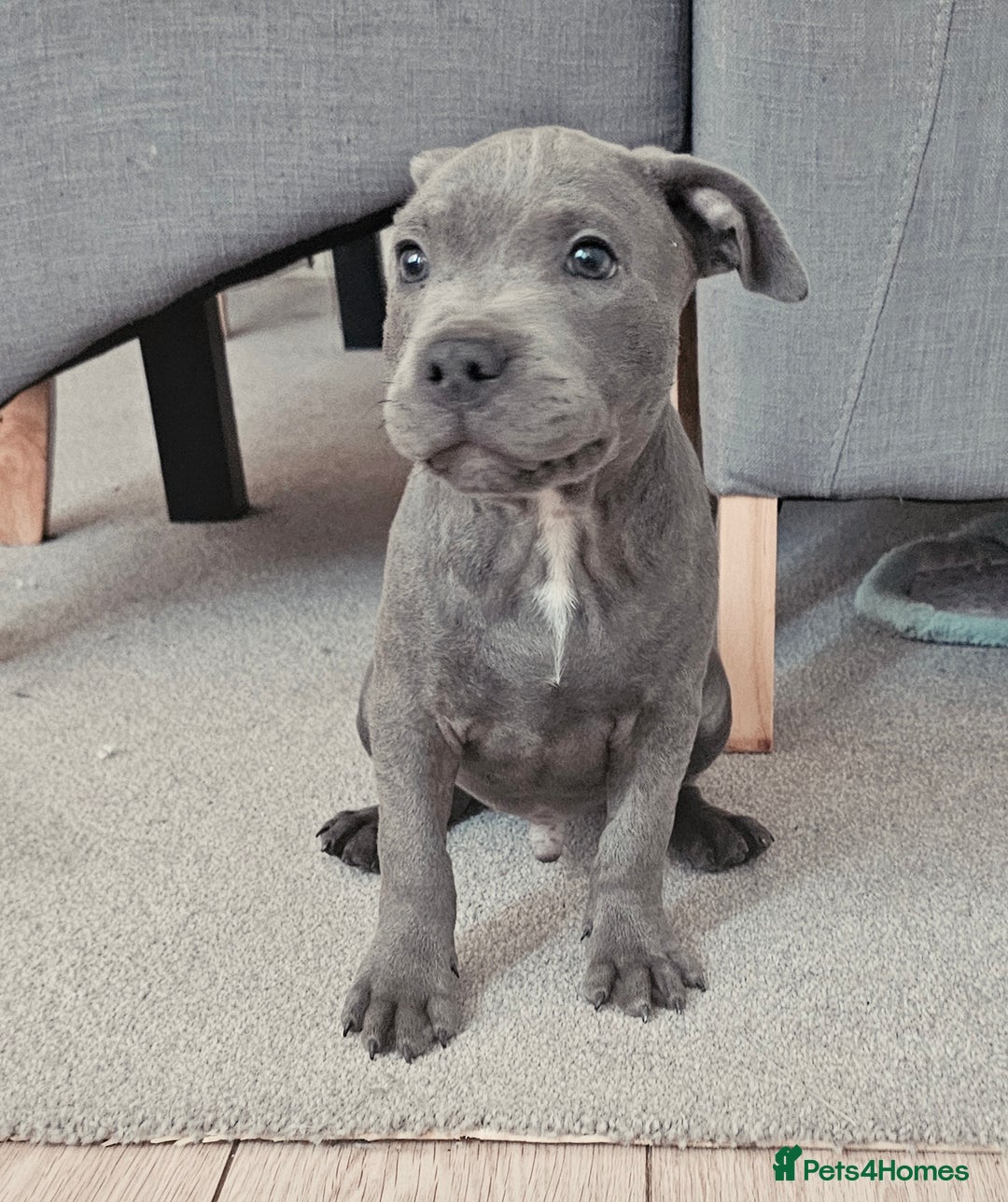 Pitbull Blue Long Legged Staffy Blue Eyes Staffordshire Bull