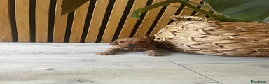 Cockapoo Puppy 1 