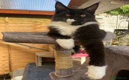 Maine Coon cats for sale: Pedigree Maine Coon Kittens (TICA) - Image 35