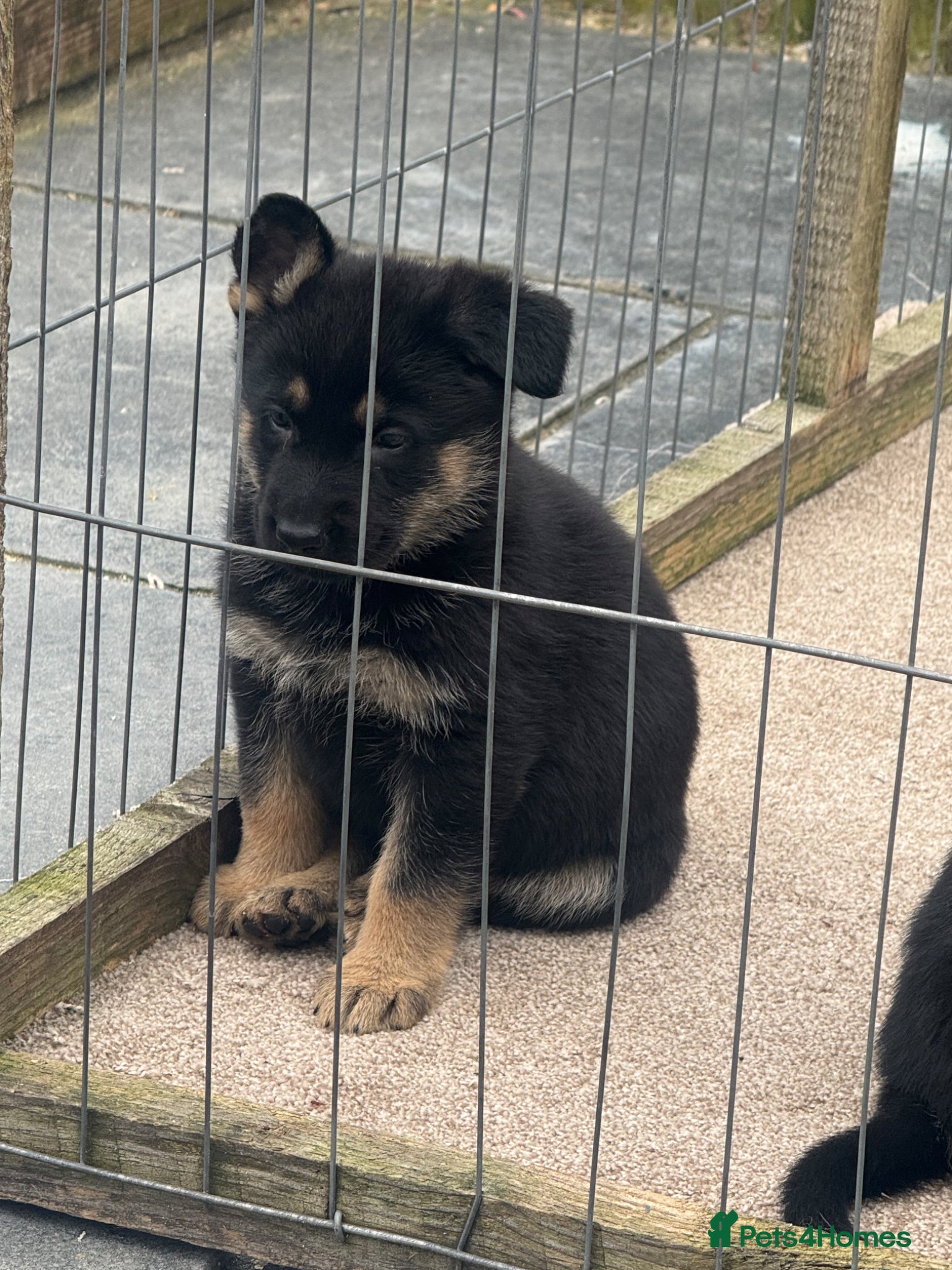 German Shepherd dogs German shepard pups  - Advert 9