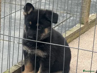 German Shepherd dogs German shepard pups - Advert 9