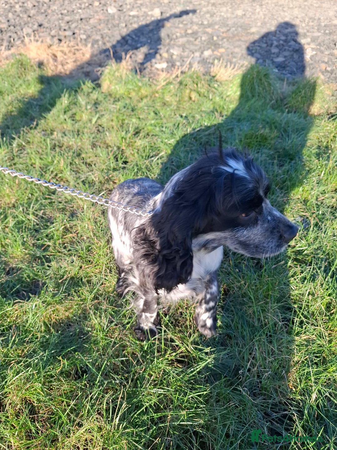 Sprocker dogs for sale: Sprocker Puppies Ready Now - Advert 13