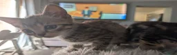 British Shorthair cats for sale: British short hair Savannah X  - Advert 6