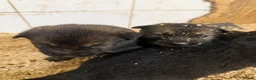 German Shepherd dogs for sale: Working line Czech shepherd puppies  - Advert 4