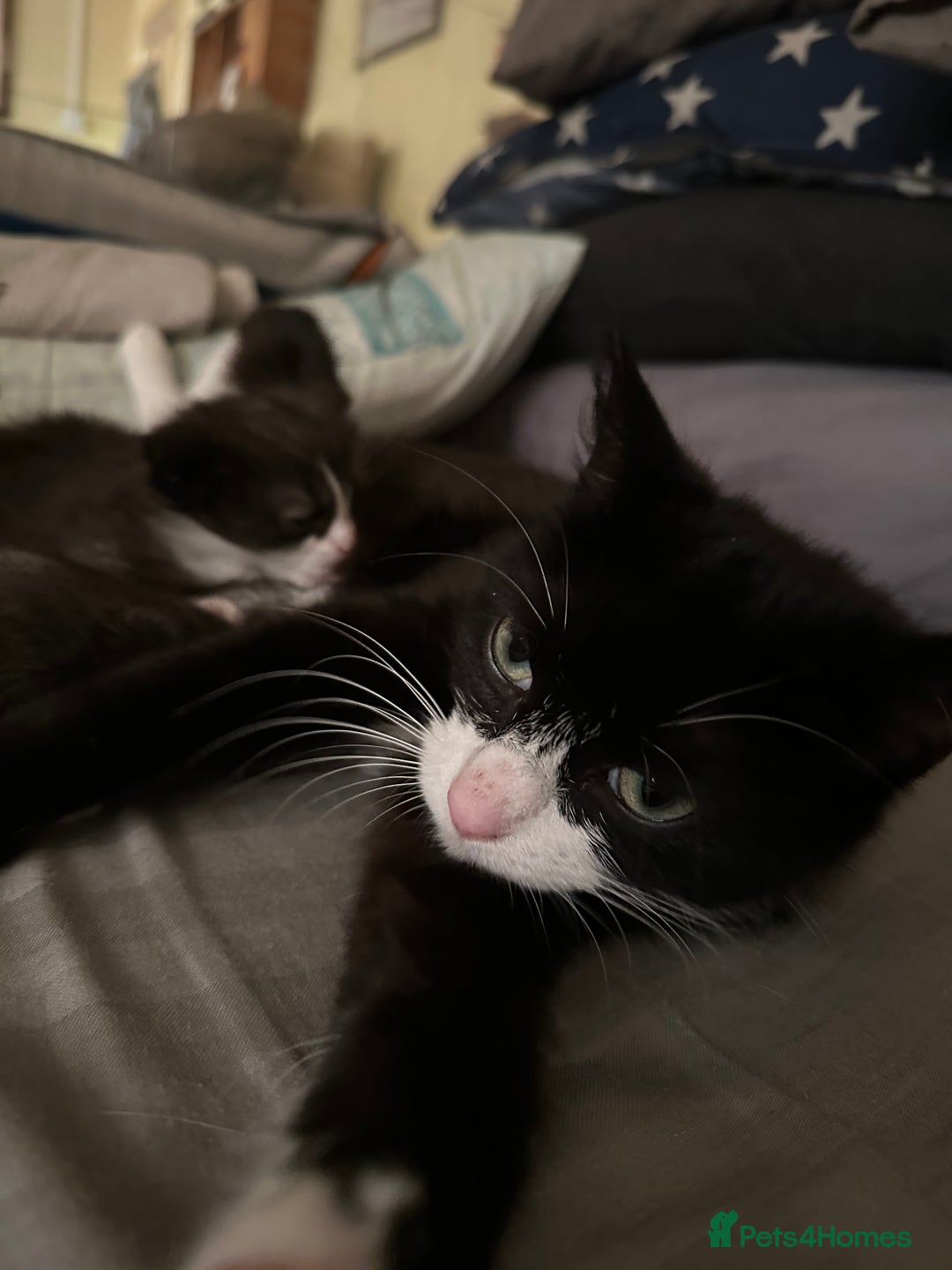 Mixed Breed cats for sale: 4 beautiful male kittens needing homes - Image 19