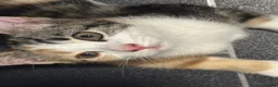 Mixed Breed cats for sale: 6 beautiful kittens  in Nottingham - Advert 3