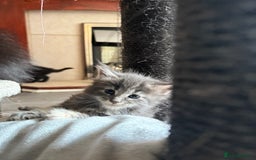 Maine Coon cats for sale:  Maine Coon Kittens Looking for Loving Homes 🐾 - Image 2