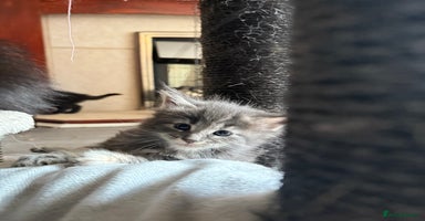 Maine Coon cats - Advert 1