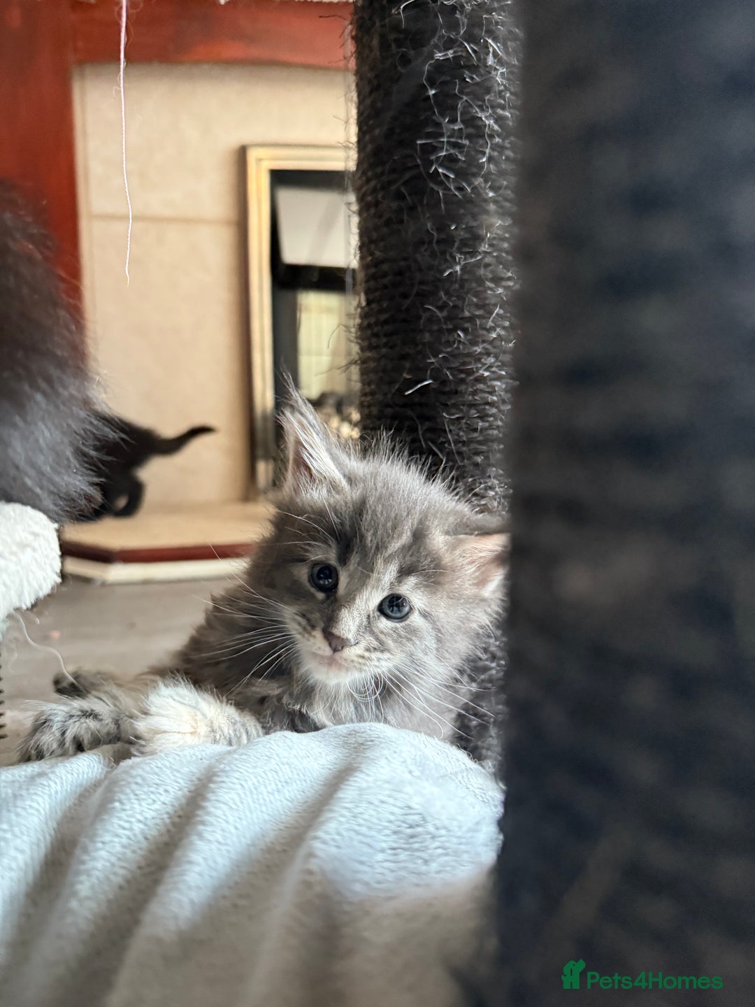 Maine Coon cats for sale:  Maine Coon Kittens Looking for Loving Homes 🐾 - Image 2