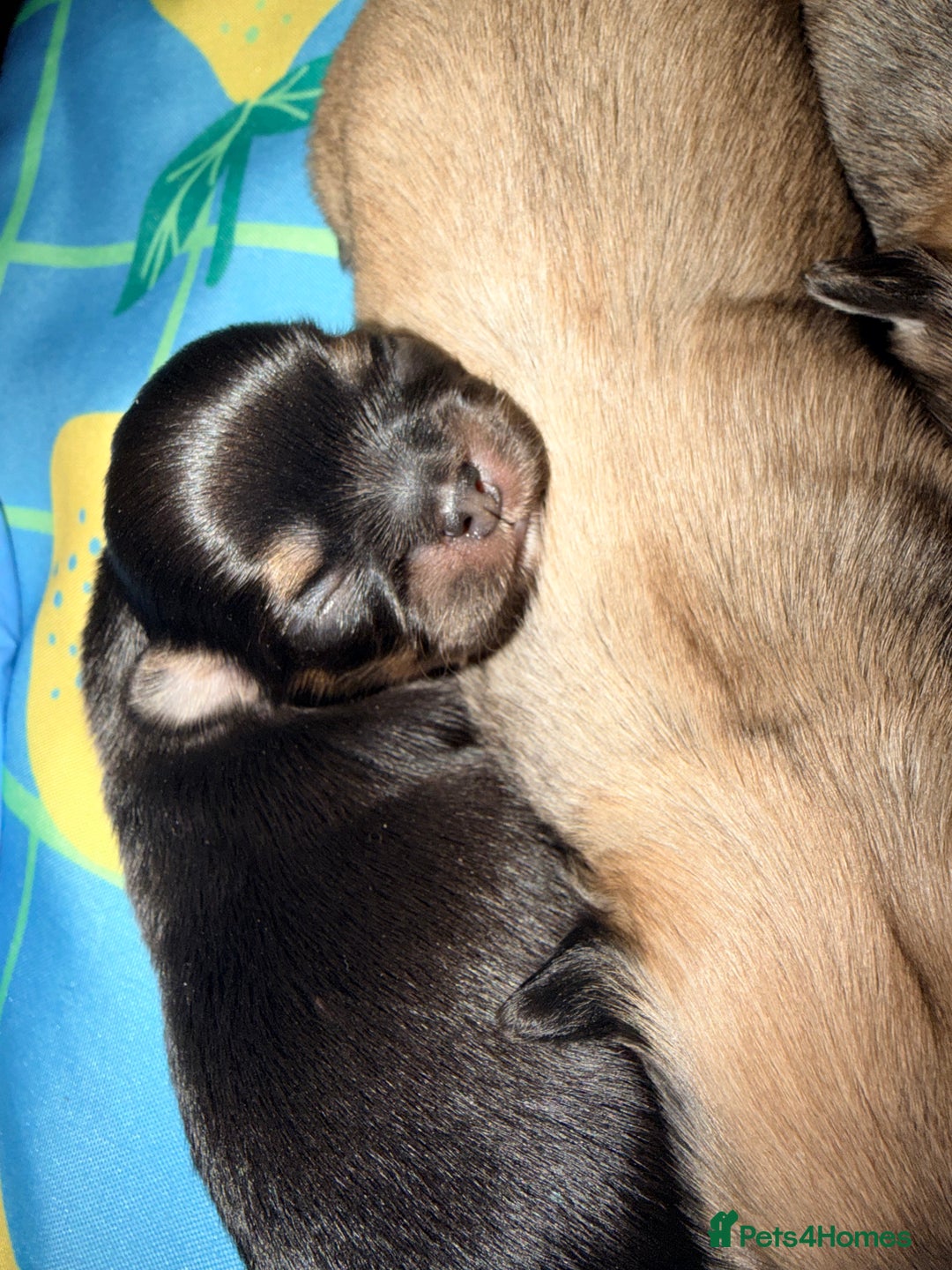 Mixed Breed dogs for sale: Malchi babies  - Advert 9