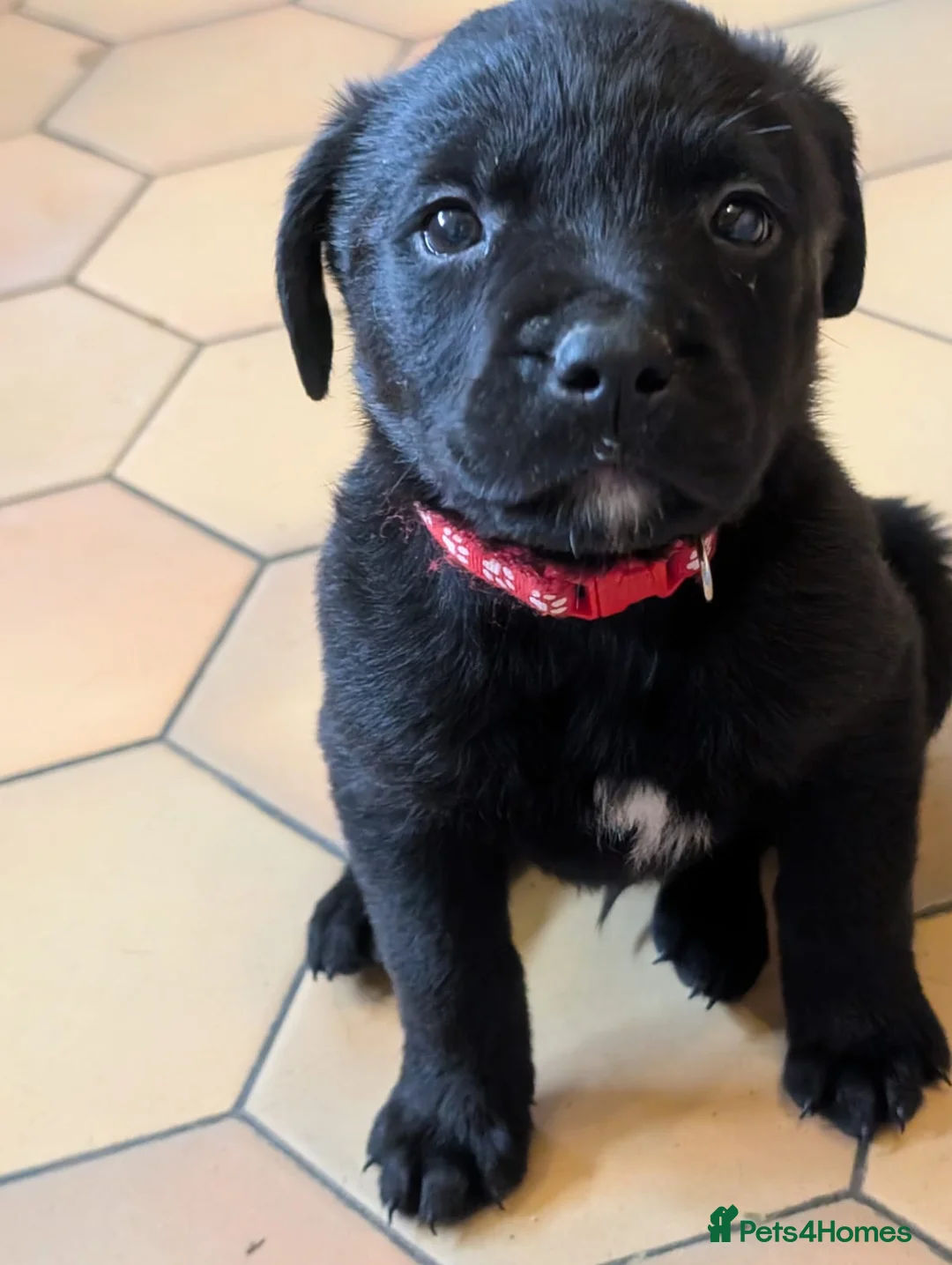 Mixed Breed dogs for sale: Labrador x Rottweiler (Rottador) - Advert 14