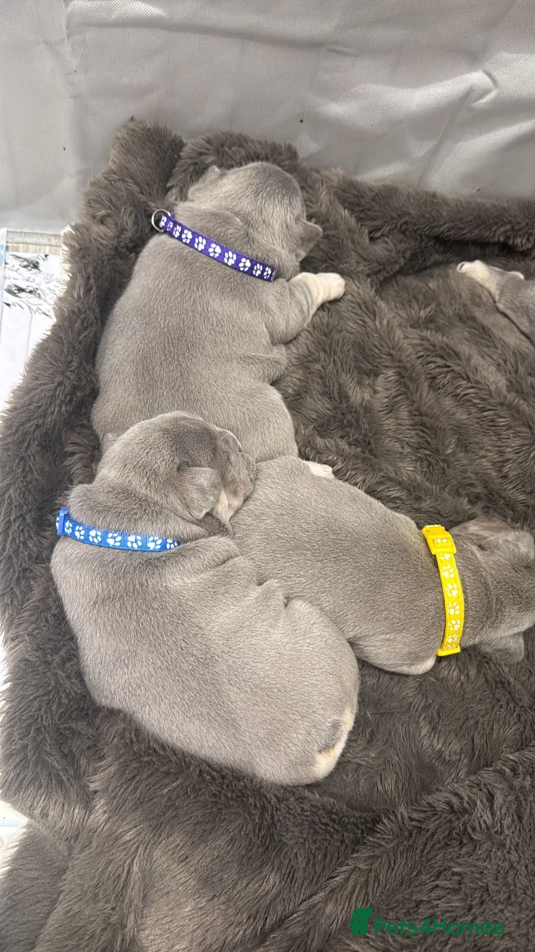 French Bulldog dogs for sale: Lilac & Tan KC Reg French Bulldog puppies  - Advert 4