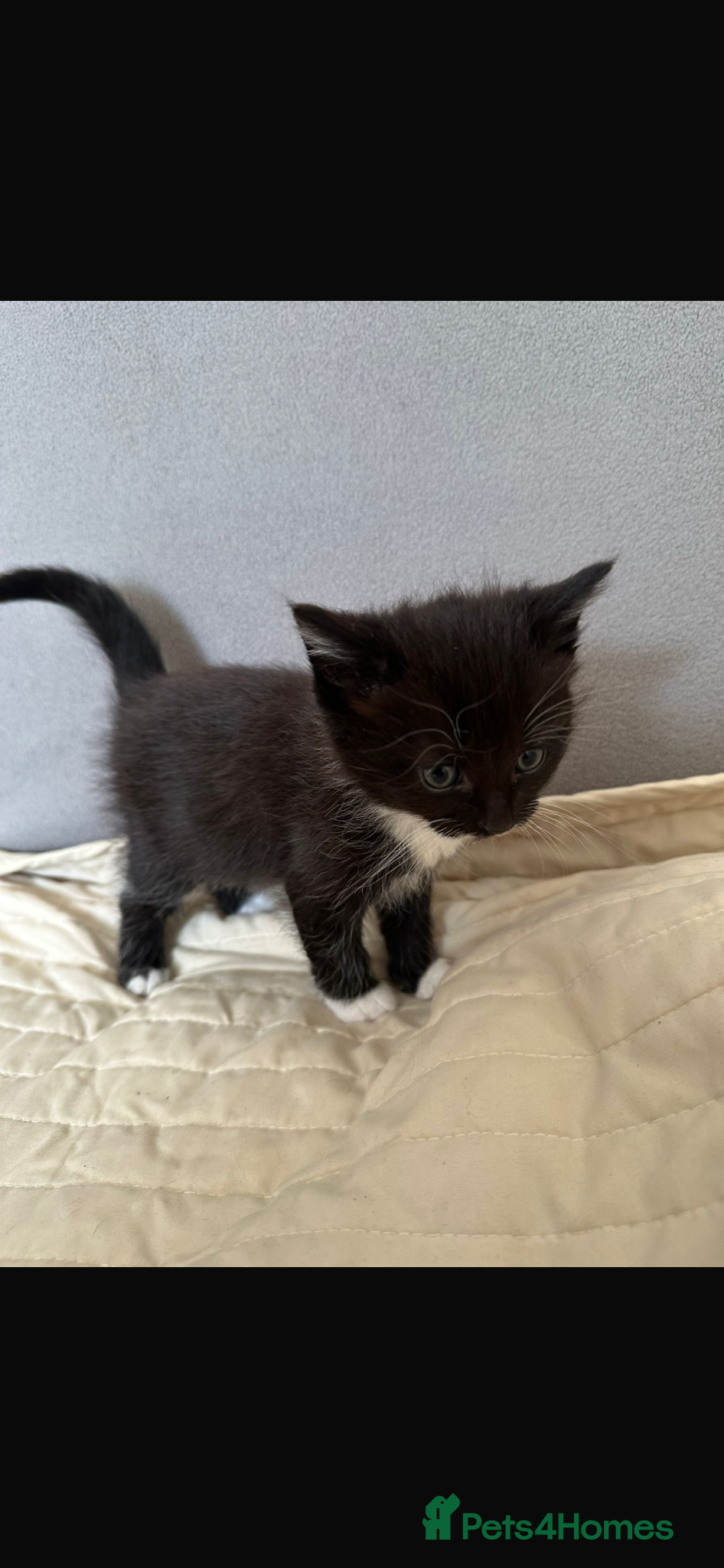 Mixed Breed cats Persian/domestic short hair - Advert 1