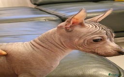 Mexican Hairless dogs for sale: Stunning mini red boy 4 months 8 week old girl . - Image 17