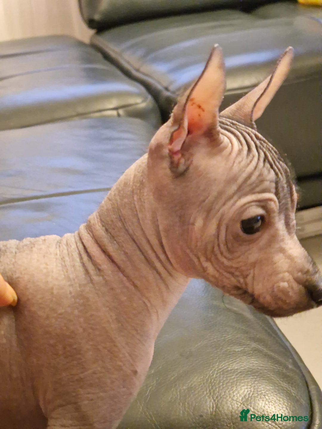 Mexican Hairless dogs for sale: Stunning mini red boy 4 months 8 week old girl . - Image 17