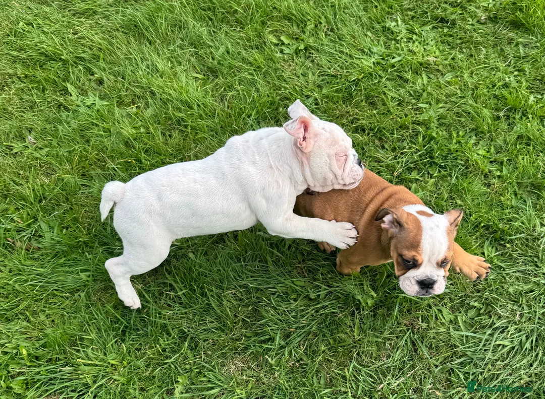 English Bulldog dogs for sale: Standard English Bulldog Puppies  - Advert 1