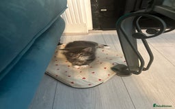 Domestic Shorthair cats for sale: Kitten ready to find forever home  - Image 3