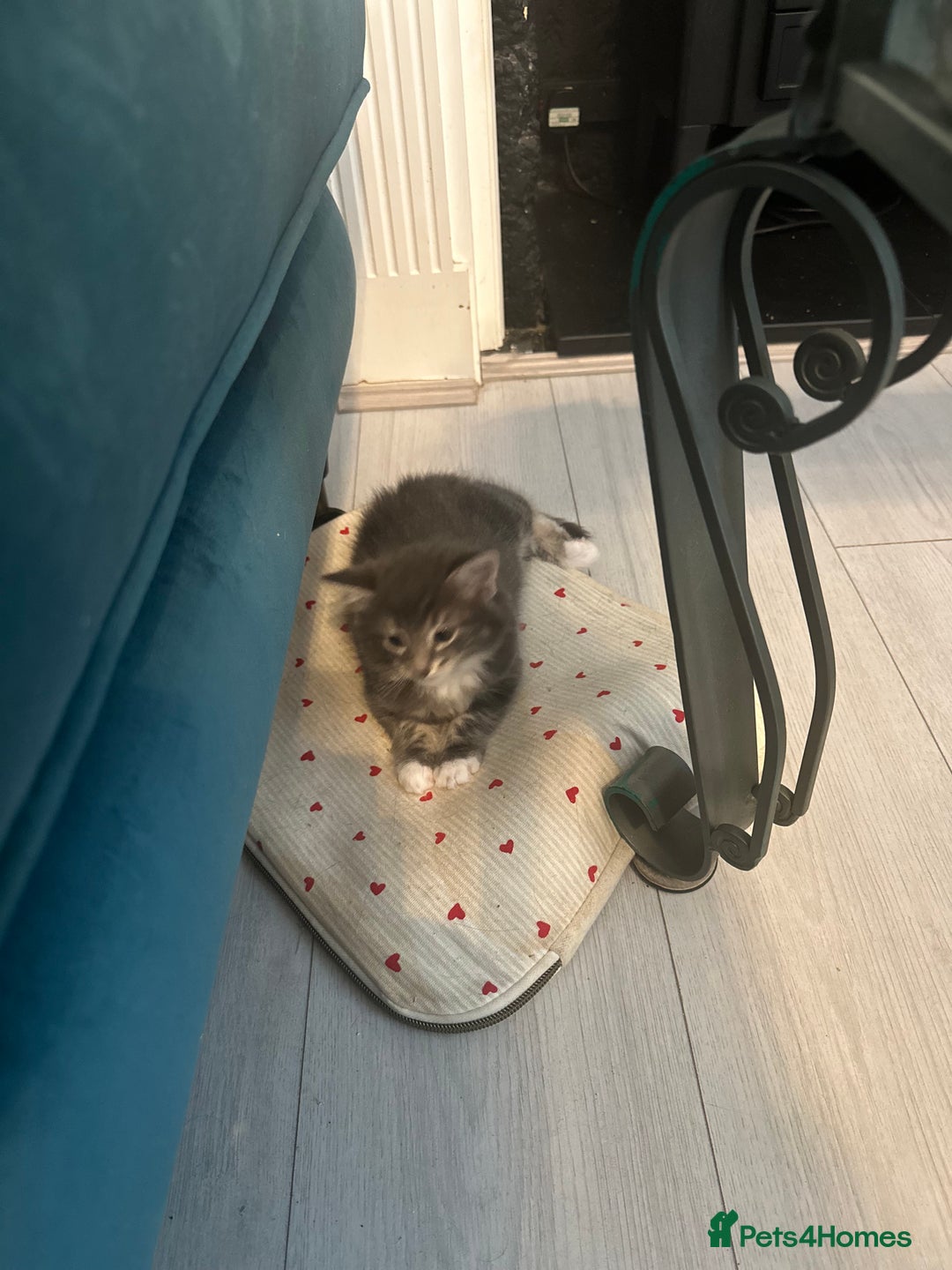 Domestic Shorthair cats for sale: Kitten ready to find forever home  - Image 3