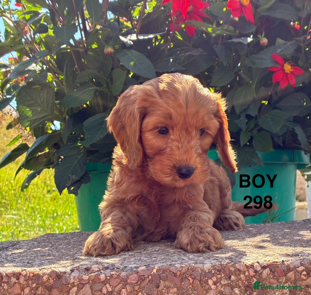 Cockapoo dogs for sale: 1 COCKAPOO BOY AVAILABLE! - Image 16