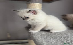 Ragdoll cats for sale: Blue Point kitten Ragdoll - Image 6