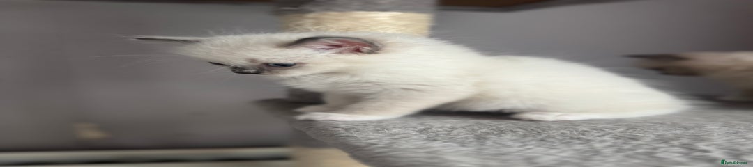 Ragdoll Kitten 2