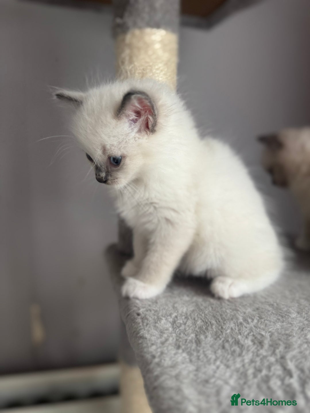 Ragdoll cats for sale: Blue Point kitten Ragdoll - Image 6