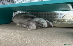 English Lop rabbits for sale: Two domestic lop rabbits - Image 2
