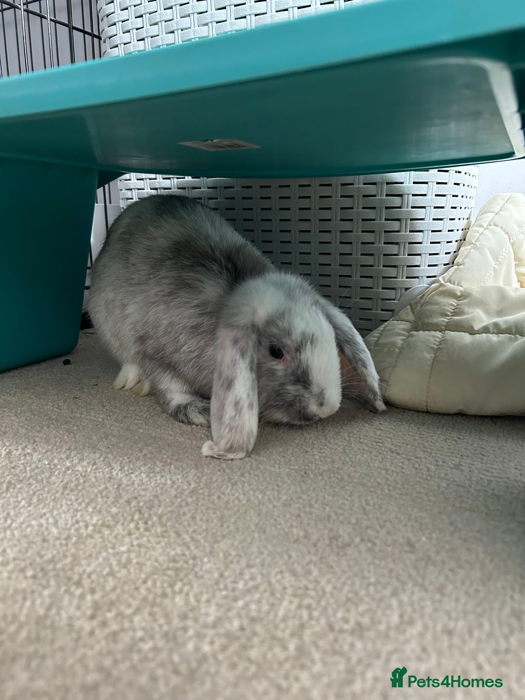English Lop rabbits for sale: Two domestic lop rabbits - Image 2