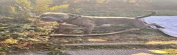 Cane Corso dogs for sale: Rehome family dog  - Advert 3
