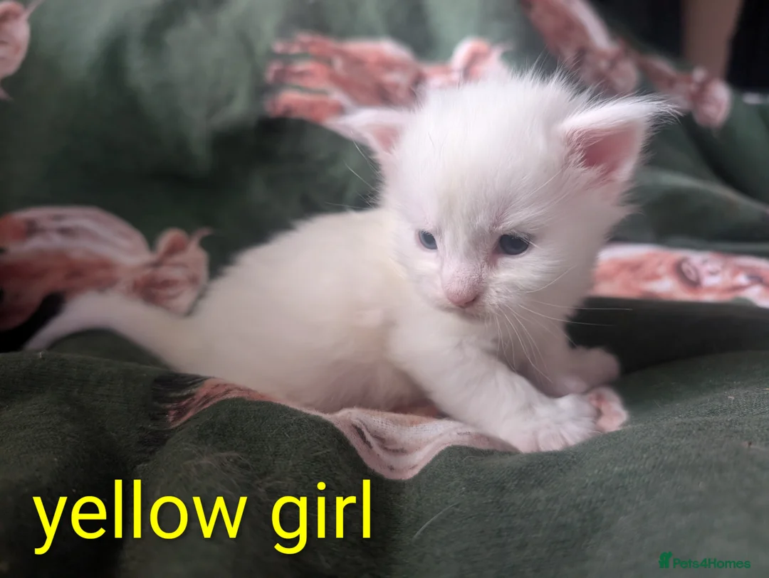 Maine Coon cats for sale: Polydactyl Maine coon babies  - Advert 2