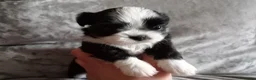 Mixed Breed dogs for sale: Imperial Shihtzu X Chihuahua Puppies  - Advert 25