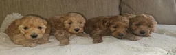 Cockapoo dogs for sale: Licenced breeder, red f1b cockapoo litter - Advert 1