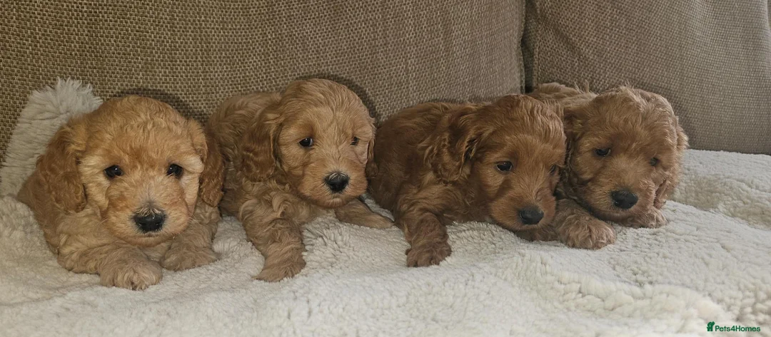 Cockapoo dogs for sale: Licenced breeder, red f1b cockapoo litter - Advert 1
