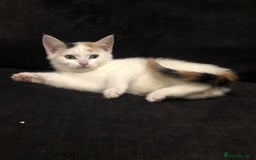 Mixed Breed cats for sale: Ginger and Tortie Kittens 2 available  - Image 10